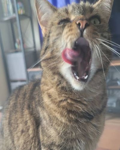 Wow Miaow