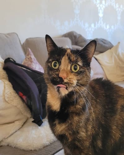 Wow Miaow
