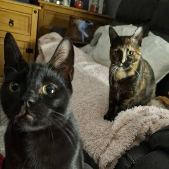Wow Miaow